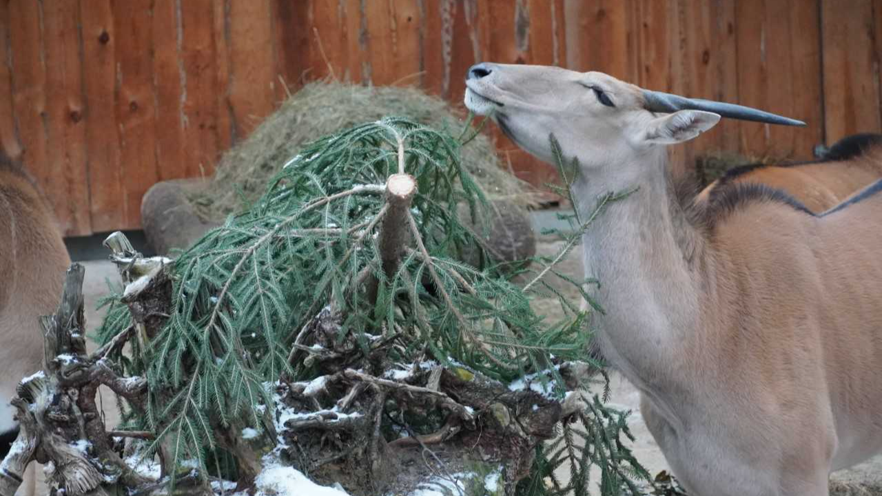 Rīgas Ziemassvētku egles nodod zoodārza vajadzībām