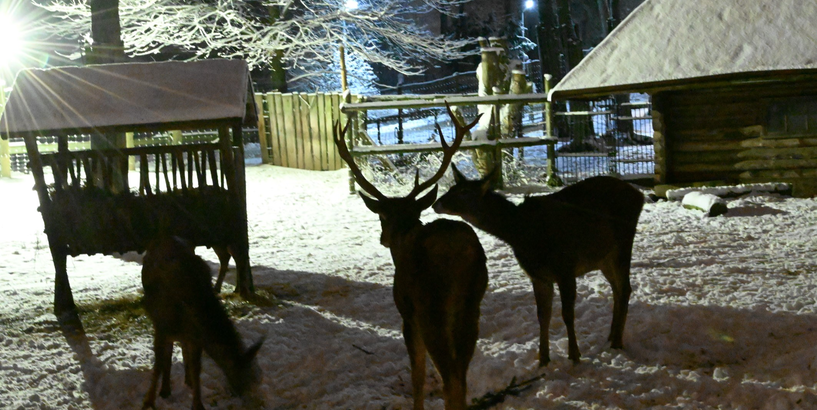 Rīgas zoodārzs janvārī – vieta nesteidzīgai pastaigai