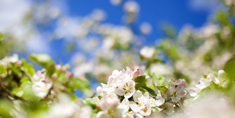 Ziedoša ābele, ieskandinot pavasari dabā un mūzikā 