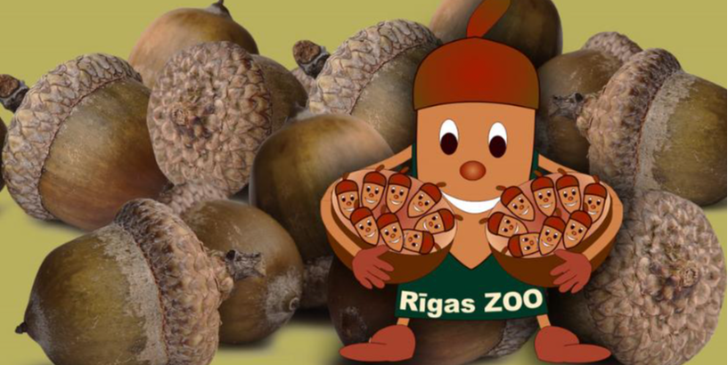 Rīgas Zoodārzs aicina skolēnus piedalīties ozolzīļu vākšanas akcijā 