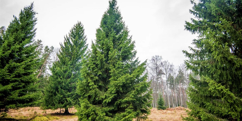 Atrastas trīs lielās Rīgas laukumiem domātās Ziemassvētku egles