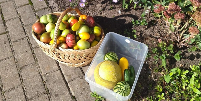 Bērnudārza siltumnīcā audzēti tomāti, gurķi,  arbūzi un melones