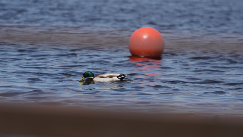 Visās Rīgas peldvietās ir laba ūdens kvalitāte