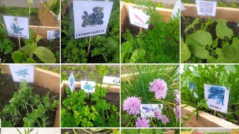 Konkurss «Zaļie pirkstiņi Pļavniekos»