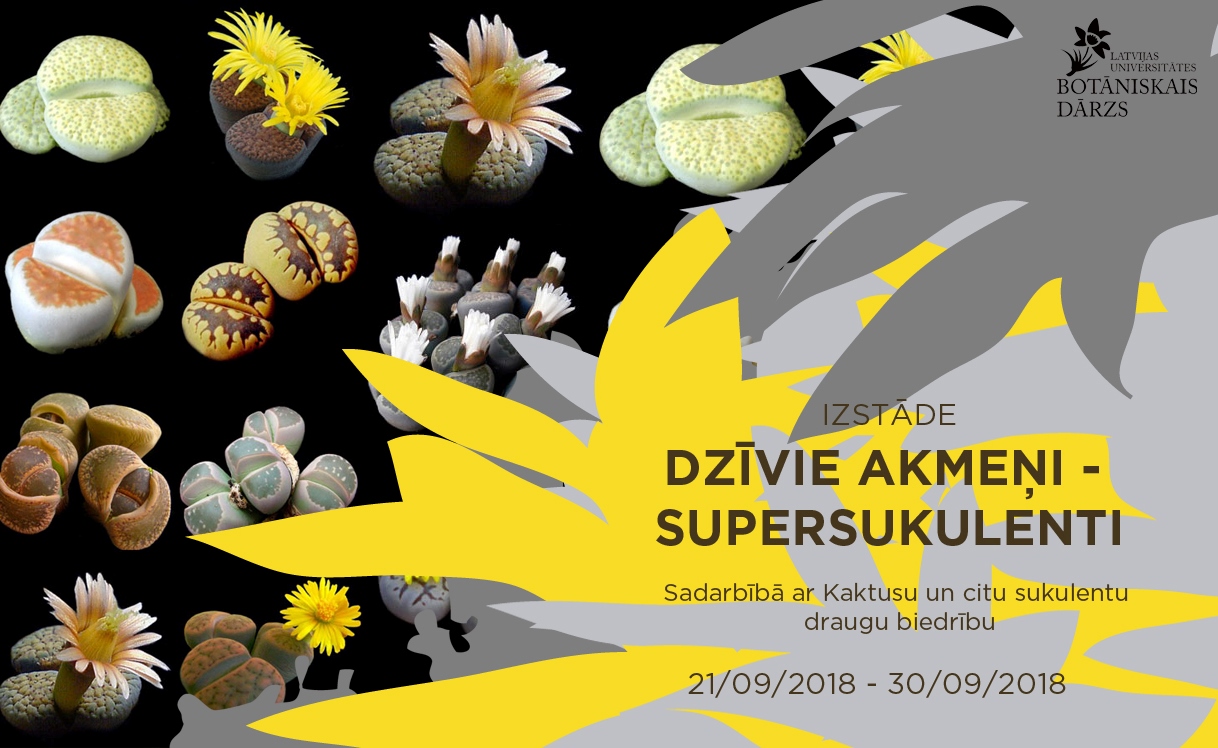  LU Botāniskajā dārzā aplūkojama izstāde “Dzīvie akmeņi - supersukulenti” 