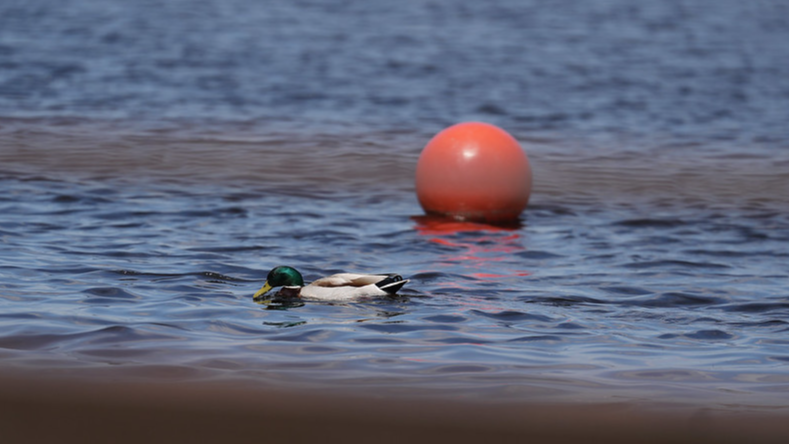 Rīgā aizliegts peldēties peldvietā “Rumbula” 