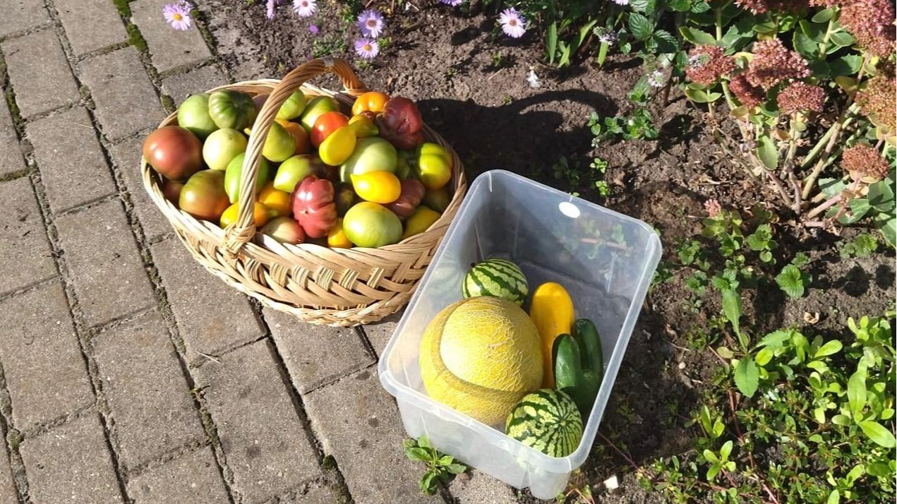 Bērnudārza siltumnīcā audzēti tomāti, gurķi,  arbūzi un melones