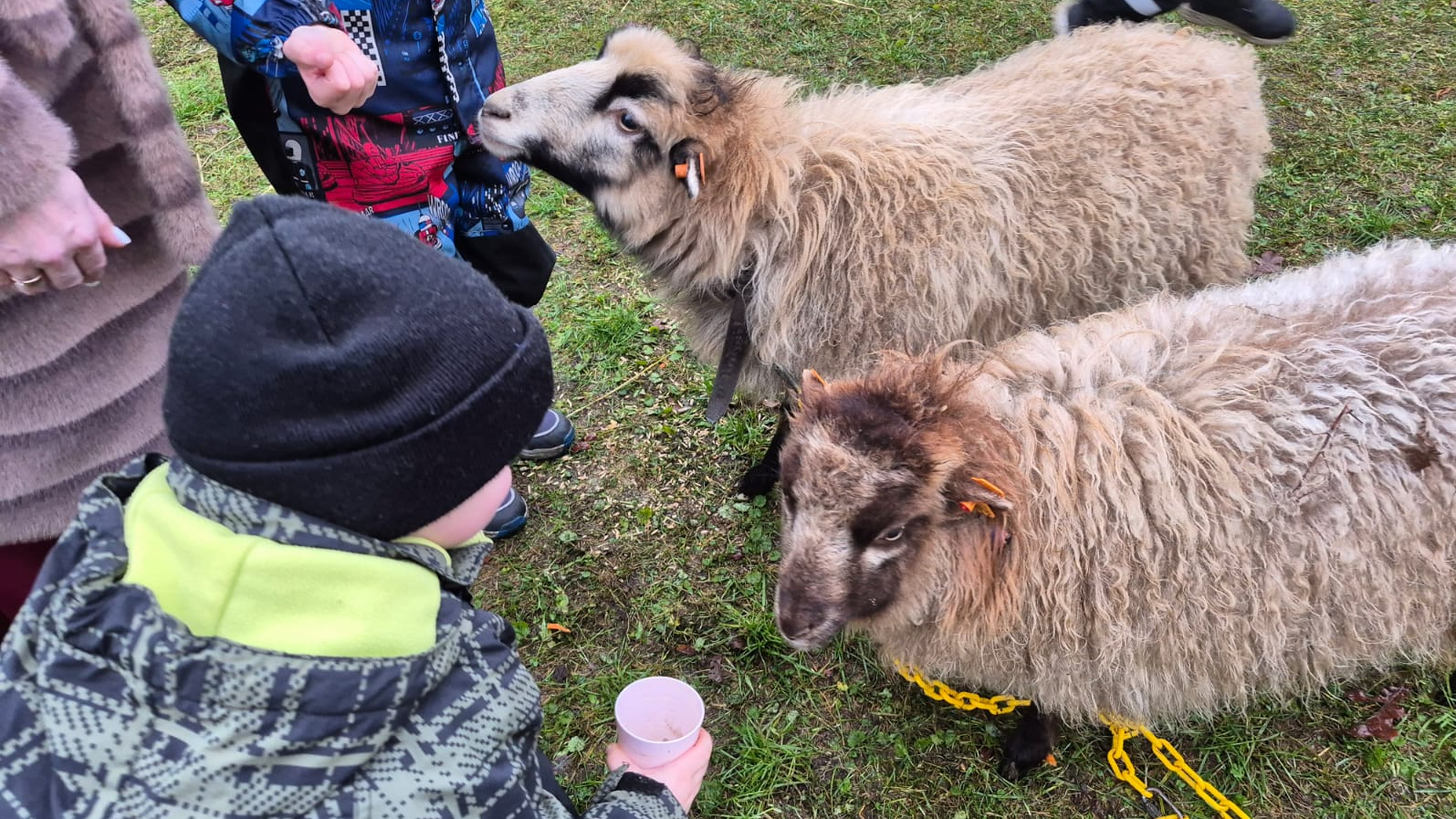 Rīgas 243. pirmsskolas izglītības iestādes sadarbība ar Minizoo