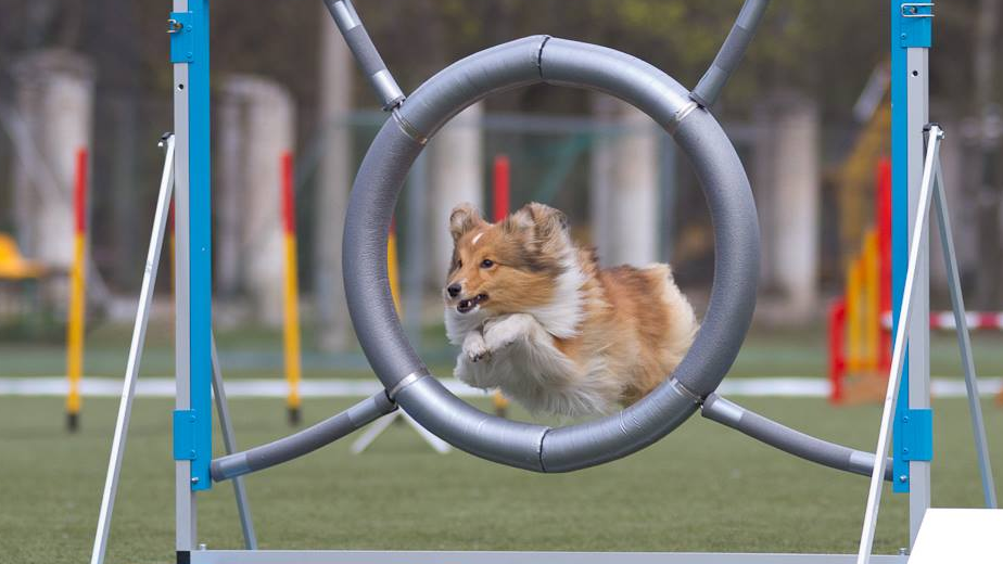 Starptautiskās sacensības adžilitī “Atklātais Rīgas kauss 2019”