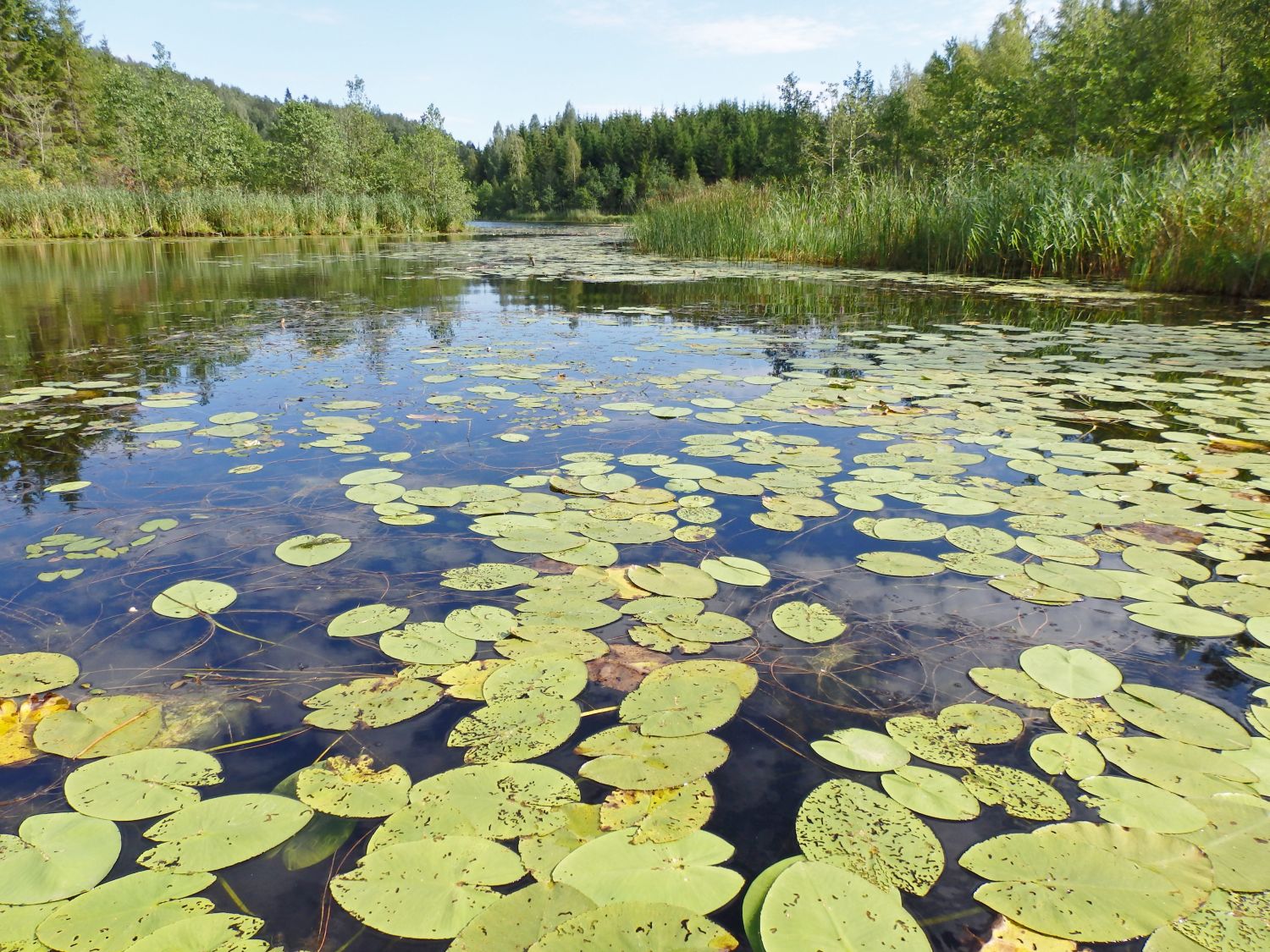 Dabas muzejā notiks pasākums ģimenēm par klimata pārmaiņām